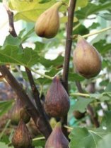 Ficus gustissimo® 'Perrata' - Vijg 50-60 cm in pot