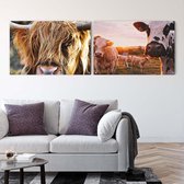 Kunst: Dubbelzijdig en omkeerbaar: Weiland vol koeien met een close-up van een Schotse hooglander op aluminium dibond