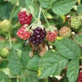 Braamframboos 'Boysenberry' (Rubus idaeus) - kruising framboos met braam (doornloos) - kleinfruit - fruitstruik - zelf fruit kweken - 3 stuks