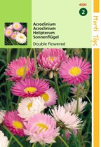 2 stuks - Hortitops - Acroclinium Helipterum Roseum Dubbelbl. Gemengd