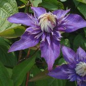 Klimplant - Clematis "Multi Blue" - Blauw - Hoogte 65cm - Doorsnede pot 15cm