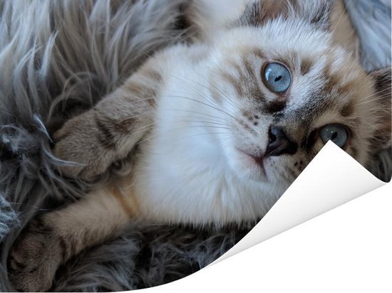 Poster Siamese kitten met blauwe ogen op een deken van schapenvacht - 40x30 cm
