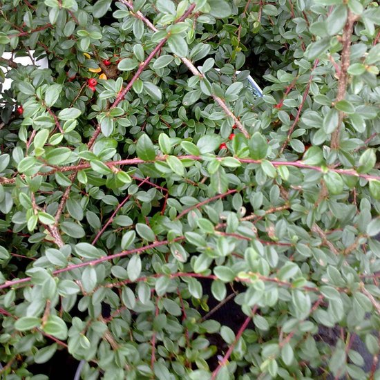 Bol Com 6 X Cotoneaster Suecicus Skogholm Dwergmispel Pot 9x9cm