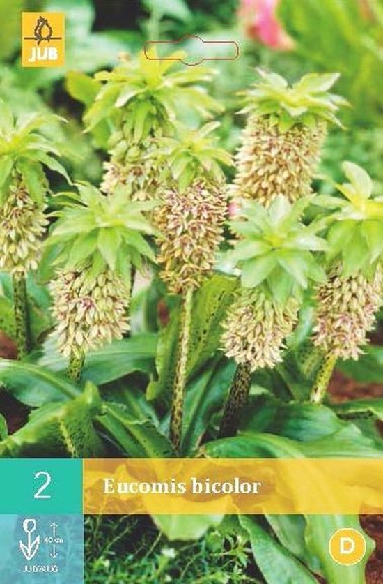 Voor type Aanzienlijk Scheermes Eucomis bicolor - Ananasplant of kuiflelie - 8 sets | bol.com