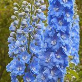 6 x Delphinium 'Summer Skies' - Ridderspoor pot 9x9cm - Blauwe bloemen, rechtopstaand