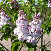 Syringa vulgaris 'Belle de Nancy' - Sering, 40-60 cm in pot: Dubbelbloemige sering met een roze tot rode kleur en een sterke geur.