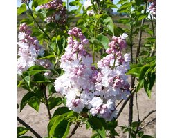 Syringa vulgaris 'Belle de Nancy' - Sering 40-60 cm in pot