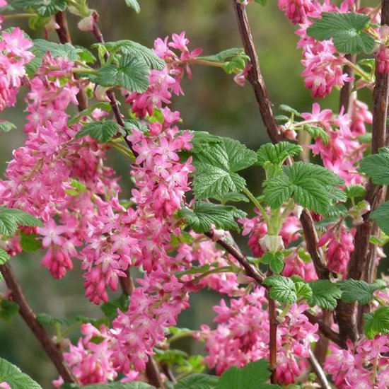 Gros plan sur des grappes pendantes de fleurs de groseillier sanguin roses avec des feuilles vertes.