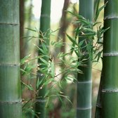 Tuindoeken – Tuinschermen – Schuttingsdoeken – Afscherming – Inclusief Montageset – 150cm X 210cm – Bamboe