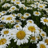 6 x Leucanthemum Vulgare 'Maikönigin' - Margriet pot 9x9cm - Witte bloemen, rijkbloeiend, geschikt voor borders