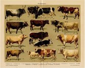 Runderrassen, mooie vergrote reproductie van een oude plaat met koeien en stieren uit ca 1920