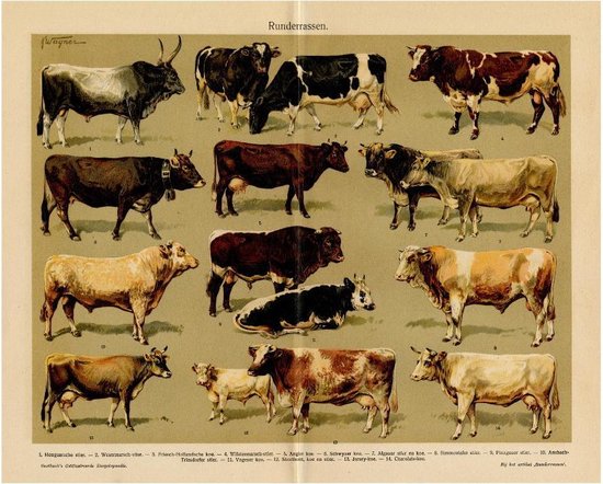 pleegouders Lima afvoer Runderrassen, mooie vergrote reproductie van een oude plaat met koeien en  stieren uit... | bol.com
