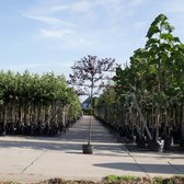 Kerspruim als leiboom - ‘Prunus ceracifera Nigra’ 150 cm stamhoogte (8 - 12 cm stamomtrek)