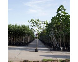 Leiplataan 180 cm | Platanus hispanica 180 cm| Bomenbezorgd.nl