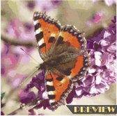 DP® Diamond Painting pakket volwassenen - Afbeelding: Vlinder op vlinderbloem - 50 x 50 cm volledige bedekking, vierkante steentjes - 100% Nederlandse productie! - Cat.: Dieren - Vlinders & i