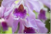 Roze orchideeën | Natuur | Tuindoek | Tuindecoratie | 90CM x 60CM | Tuinposter