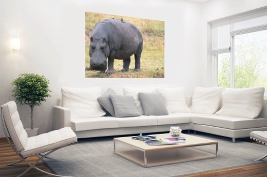 Affiche Hippopotame sur terre sèche 60x40 cm - Tirage photo sur Poster (décoration murale salon / chambre) / Poster Animaux
