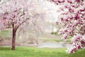 DP® Diamond Painting pakket volwassenen - Afbeelding: Magnolia Bomen - 60 x 90 cm volledige bedekking, vierkante steentjes - 100% Nederlandse productie! - Cat.: Stad & Land