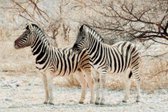 DP® Diamond Painting pakket volwassenen - Afbeelding: Zebra's 03 - 40 x 60 cm volledige bedekking, vierkante steentjes - 100% Nederlandse productie! - Cat.: Dieren - Wilde dieren
