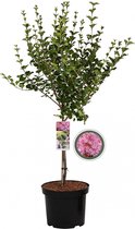 Dwergsering Roze op stam - Syringa Meyeri Flowerfesta Pink - Totale hoogte 85cm