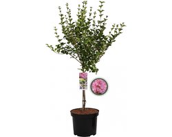 Dwergsering Roze op stam - Syringa Meyeri Flowerfesta Pink - Totale hoogte 85cm