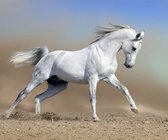 DP® Diamond Painting pakket volwassenen - Afbeelding: Wit Paard in Stofwolk - 60 x 90 cm volledige bedekking, vierkante steentjes - 100% Nederlandse productie! - Cat.: Dieren - Paarden