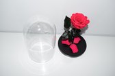 La belle - Beauty and the beast rose