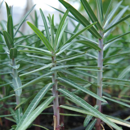 Jonge groene Euphorbia Lathyris plantjes met lange, smalle bladeren.
