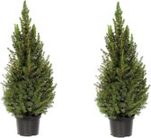 PLANT IN A BOX Picea Conica - Kerstboompjes - Set van 2 stuks