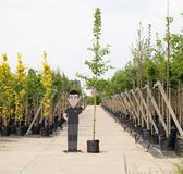 Japanse notenboom - ‘Ginkgo biloba’ 200 - 300 cm totaalhoogte (6 - 10 cm stamomtrek)
