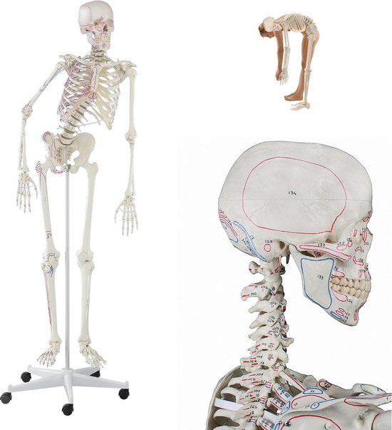 Nieuw bol.com | Het menselijk lichaam - anatomie model menselijk skelet FT-26