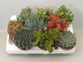 Vetplanten/Succulenten mix -10.5 cm x 9 Planten