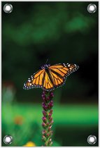 Tuinposter –Vlinder op Paarse Bloem – 40x60cm Foto op Tuinposter (wanddecoratie voor buiten en binnen)