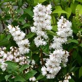 Deutzia Crenata 'Pride Of Rochester' - Bruidsbloem - 60-80 cm in pot: Struik met dubbele witte bloemen, rijkbloeiend.