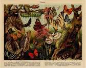 Vlinders, mooie vergrote reproductie van een oude plaat met Vlinders en rupsen uit ca 1920