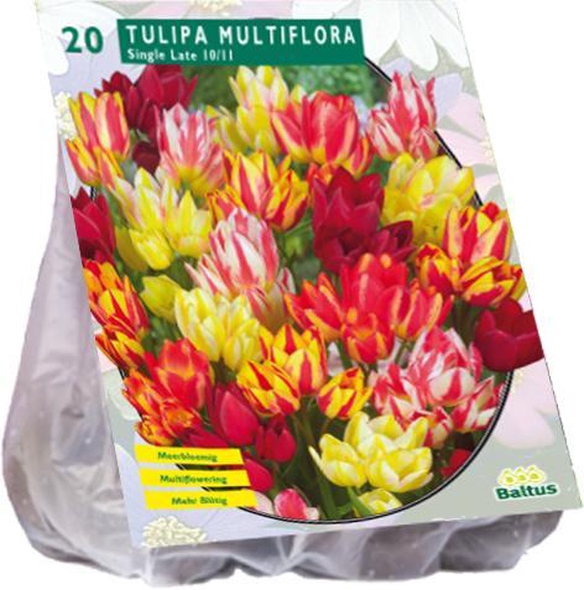 Tulipa (Tulpen) bloembollen - Multiflora - Meerbloemig - Vroeg - 2x20 stuks