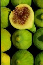 Green Figs Journal