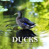 Ducks Calendar 2019