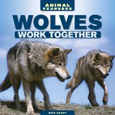 Animal Teamwork - Wolves Work Together