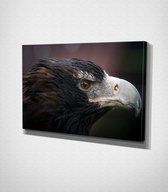 Eagle Close Up Canvas | 30x40 cm