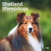 Shetland Sheepdogs/Sheltie Kalender 2020