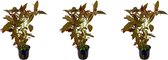 Levende aquariumplant ludwigia glandulosa 5cm pot per 3 stuks