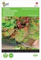 Buzzy zaden - Pluksla amerikaanse roodrand - Lactuca sativa