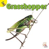 Flying Insects - Grasshopper