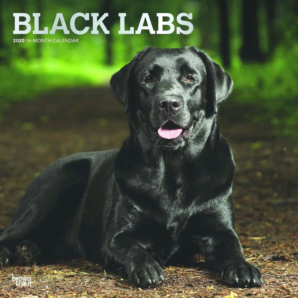 Zwarte Labrador Kalender 2020 - 18 maanden | bol.com