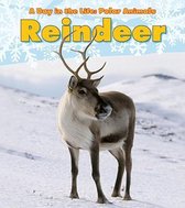 Reindeer (A Day in the Life