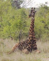 Giraffe Seated Blank Book Lined Journal (8x10)