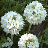 6 x Primula Denticulata 'Alba' - Kogelsleutelbloem Pot 9x9 cm - Zuiverwitte Bol