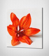 Orange Flower Canvas- 30 x 30 cm - Bloemen - Schilderij - Canvas - Slaapkamer - Wanddecoratie  - Slaapkamer - Foto op canvas