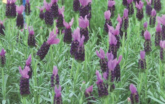 12x Vlinder lavendel - Stoechas - Kuiflavendel